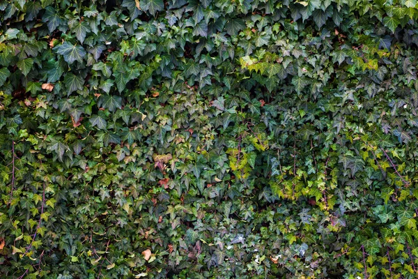 つる植物の壁 — ストック写真