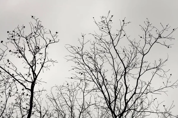 Brunches aux arbres et ciel nuageux — Photo
