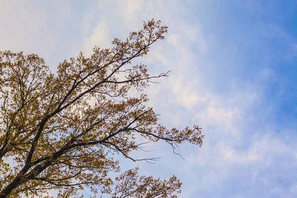 Ağaç çorbaları ve mavi gökyüzü — Stok fotoğraf
