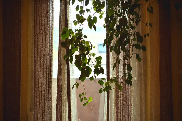 Velha cortina retro e planta verde — Fotografia de Stock