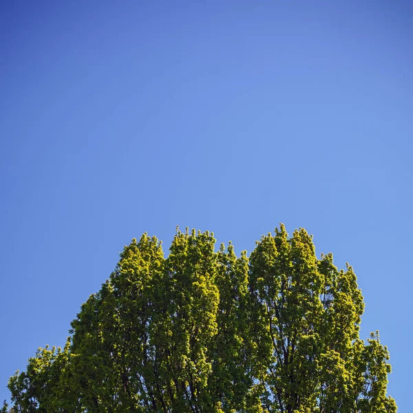 Treetop bahar — Stok fotoğraf