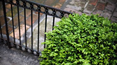 Yeşil taze yapraklar 