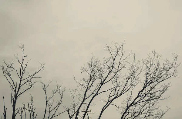 Branches d'arbres sur ciel nuageux — Photo