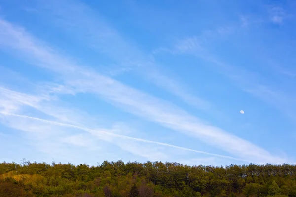 青い空と森 — ストック写真