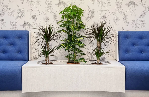 Мебель и растения — стоковое фото