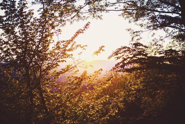 Zachód słońca przez brunche — Zdjęcie stockowe