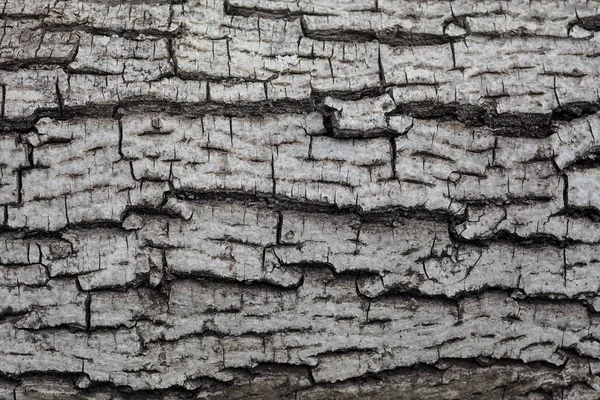 Staré dřevo šedé — Stock fotografie