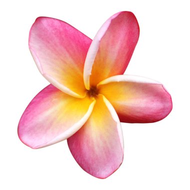 Pembe çiçek beyaz, yakın çekim görünümü üzerinde izole 