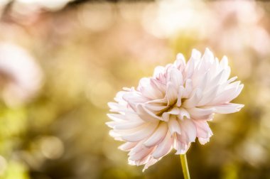 Beyaz krizantem yakın çekim 