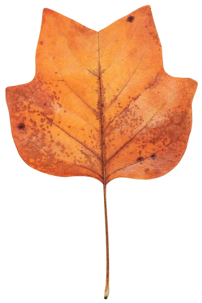 Yellow Poplar blad — Stockfoto