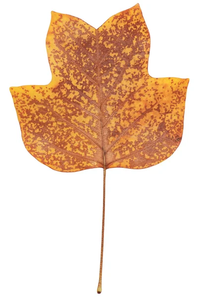 Yellow Poplar leaf — Stock Photo, Image
