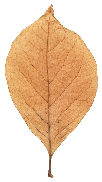 Καφέ Magnolia φύλλα — Φωτογραφία Αρχείου