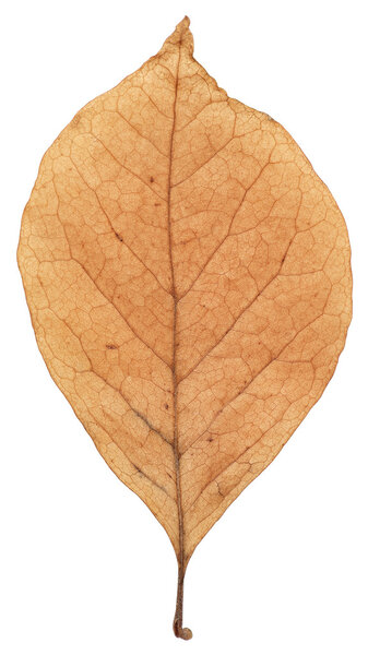 Brown Magnolia leaf