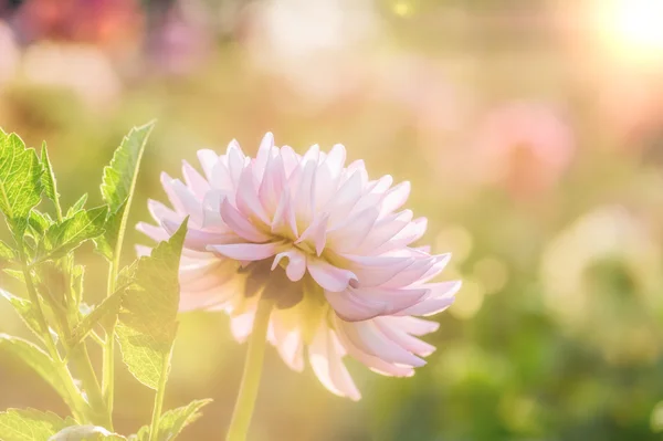 Gros plan sur le chrysanthème blanc — Photo