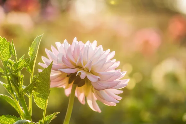 White chrysanthemum close-up — Stock Photo, Image