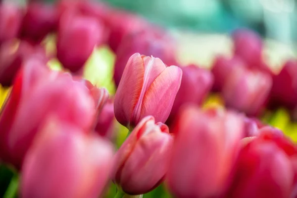 Lindas tulipas rosa — Fotografia de Stock