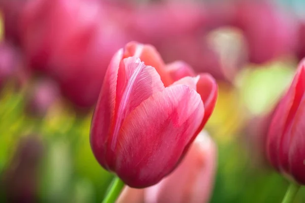 Schöne rosa Tulpen — Stockfoto