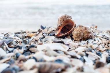 İki kabukları yakın çekim
