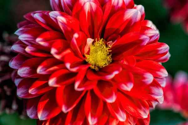 Dahlia blomma närbild — Stockfoto