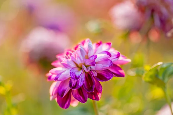 Dahlia violet à l'extérieur — Photo