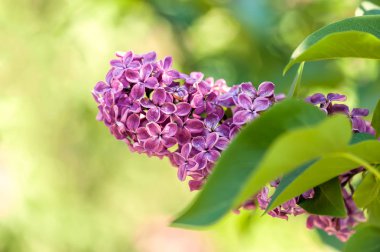 Leylak kokulu çiçekleri
