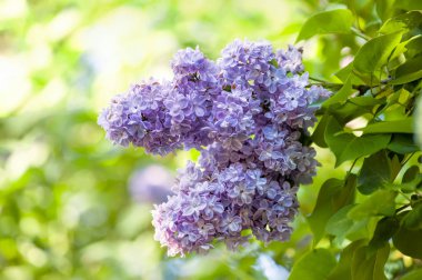 Leylak kokulu çiçekleri