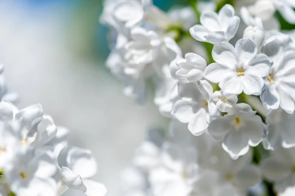 White lilac blossoms — Stock Photo, Image