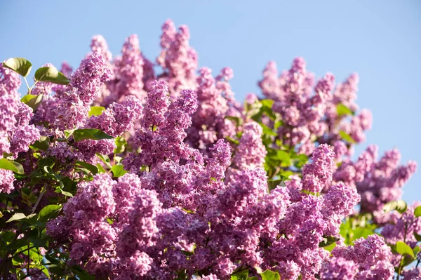 香りのよいライラック色の花 — ストック写真