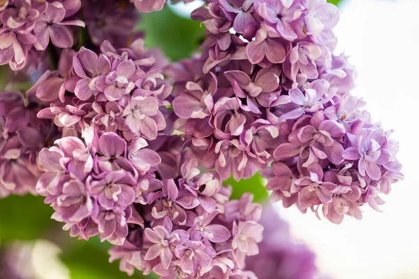 Flores de lila fragantes —  Fotos de Stock