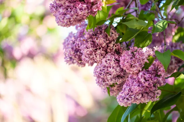 Flores de lila fragantes —  Fotos de Stock