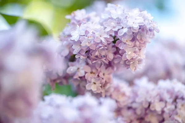 香りのよいライラック色の花 — ストック写真