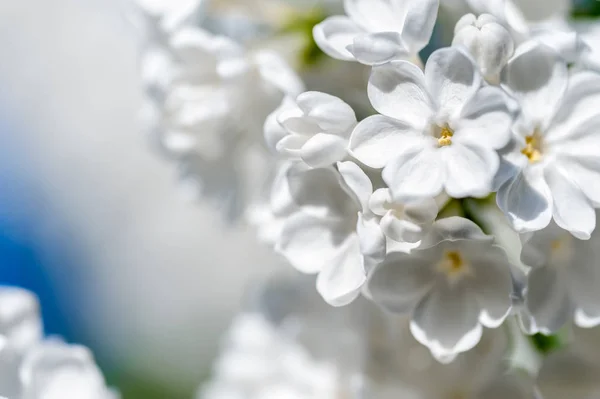 White lilac blossoms — Stock Photo, Image