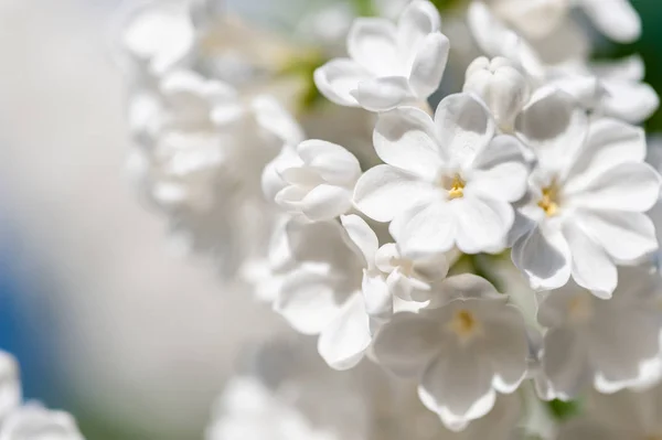 Bílá lila květy — Stock fotografie