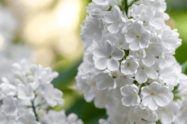 白いライラックの花 ストック画像