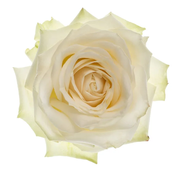 White rose isolated — Stock Photo, Image