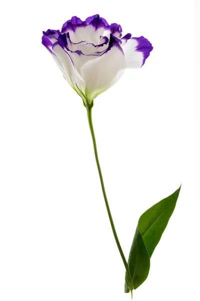 Eustoma flower isolated — Stock Photo, Image