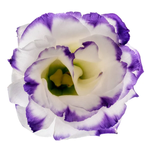 Eustoma flower isolated — Stock Photo, Image