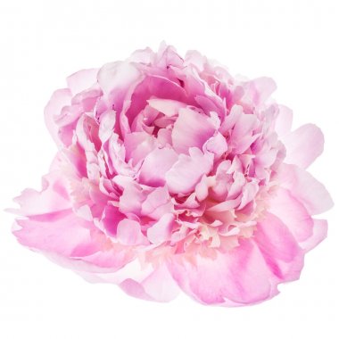 Pembe şakayık çiçeği