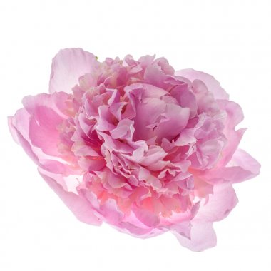 Pembe şakayık çiçeği