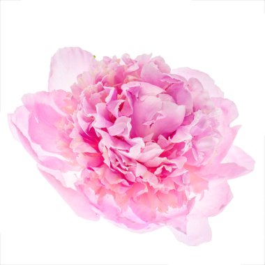 Pembe şakayık çiçeği