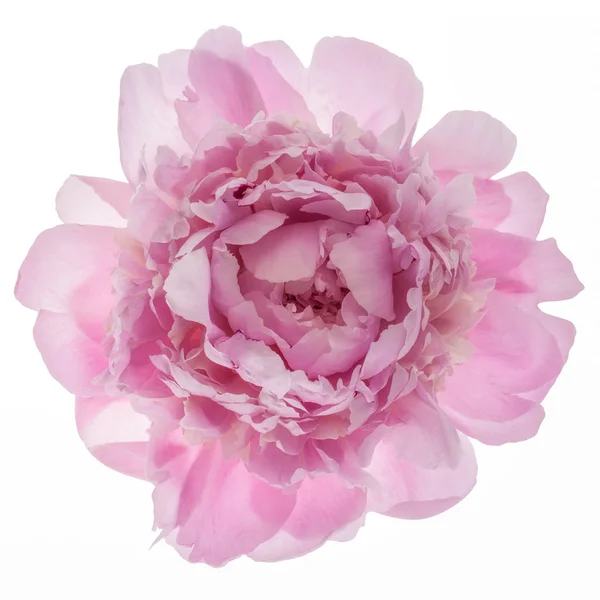 Rosa pion blomma — Stockfoto