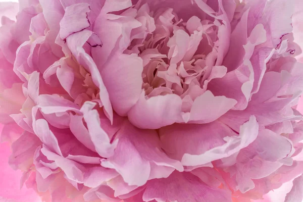 Pembe şakayık çiçeği