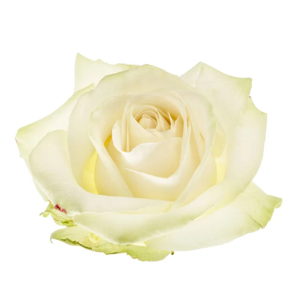 Rosa branca isolada — Fotografia de Stock