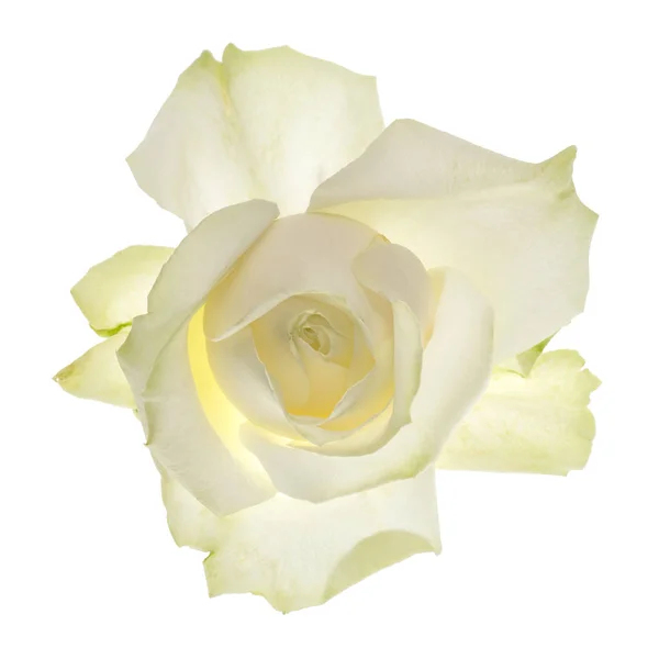 Trandafir alb izolat — Fotografie, imagine de stoc