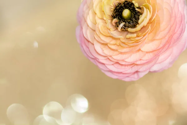 Ranunculus (persian buttercups) — Stock Photo, Image