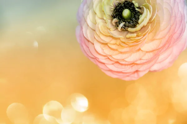 Ranunculus (persian buttercups) — Stock Photo, Image