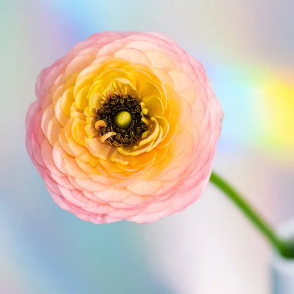 Ranunculus (Περσικά buttercups) — Φωτογραφία Αρχείου