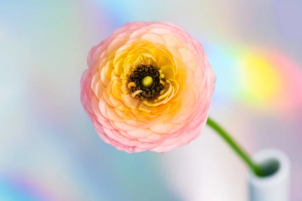 Ranunculus (Περσικά buttercups) — Φωτογραφία Αρχείου