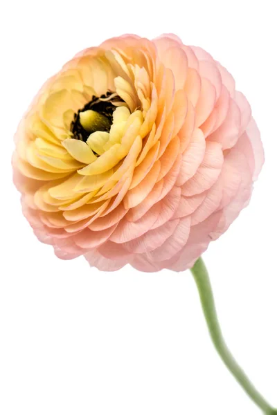 Ranunculus (persiska smörblommor) — Stockfoto