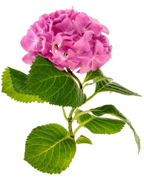 Růžové hortenzie větvička — Stock fotografie
